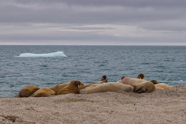 044 Torellneset, walrussen.jpg